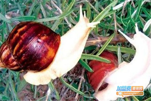 中华白玉蜗牛养殖加盟费