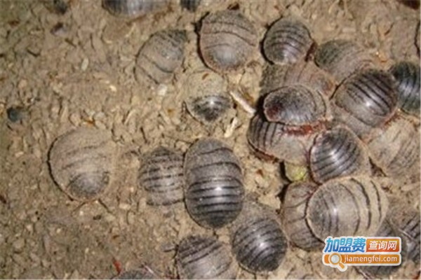 利源18号土元加盟费