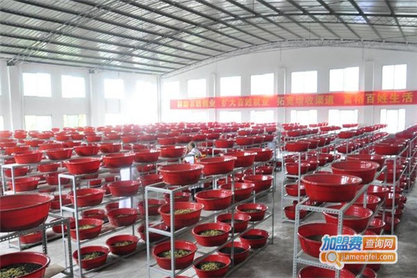 硕农土元加盟费