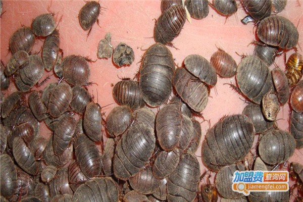 新源9号土元加盟费