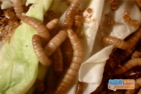 金龟7号面包虫加盟费