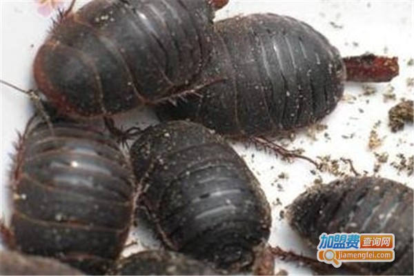 富尔土元加盟费