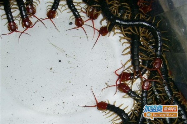 华龙6号蜈蚣加盟费