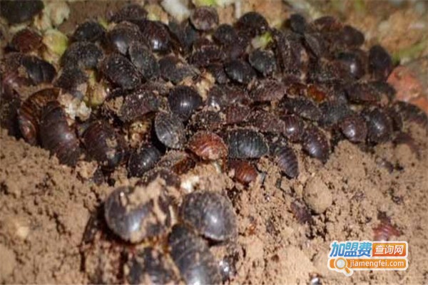 华夏金土元加盟费