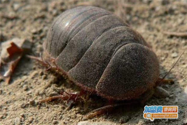 华农19号土元养殖加盟费