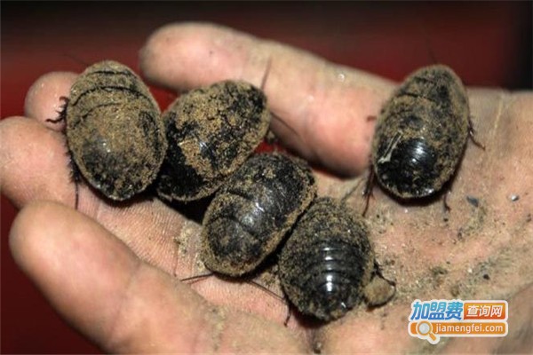 富尔土元加盟费