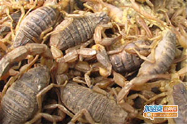 农大8号金蝎养殖加盟