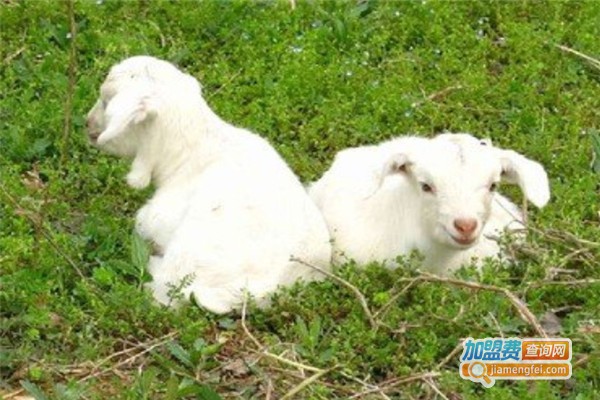 赛斯养殖加盟费