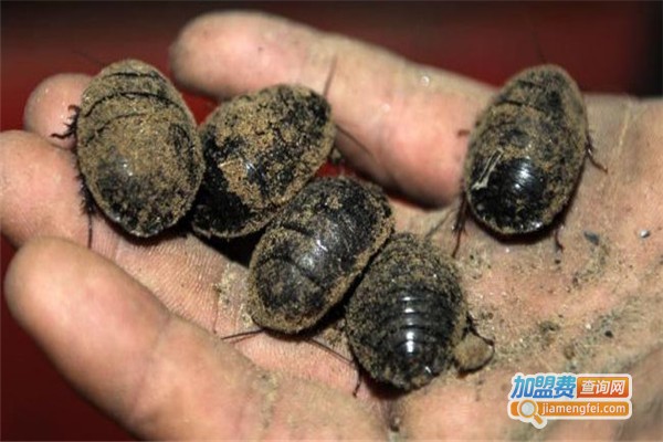 华夏金土元加盟费