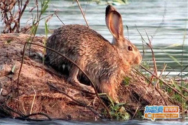 一池天下生态养殖加盟费