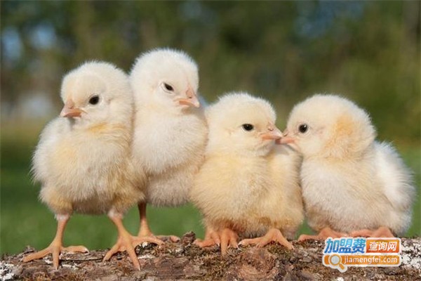 赛斯养殖加盟费