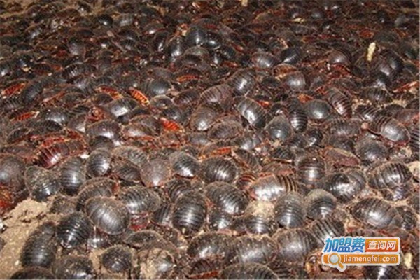 华夏金土元加盟费