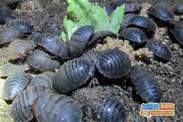 华鑫三号土元加盟费