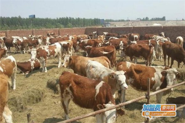 新羽天翔养殖加盟费