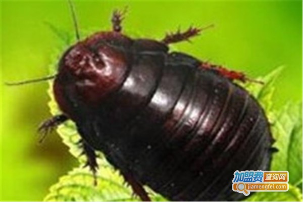 利民19号新一代药用土元加盟费