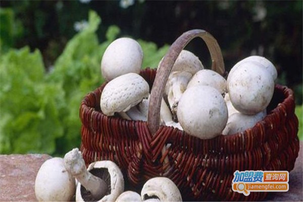 众兴食用菌加盟费