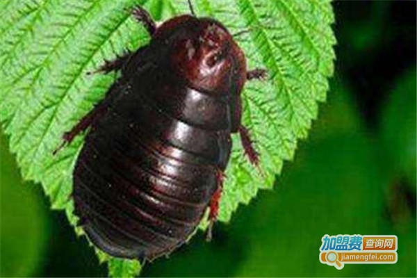 鑫农杂交10号土元加盟费