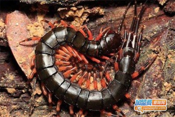 奥立诚蜈蚣养殖加盟费