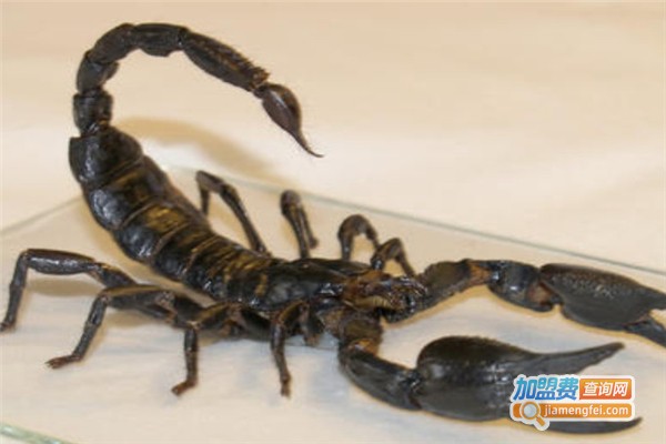 农达8号金蝎加盟费