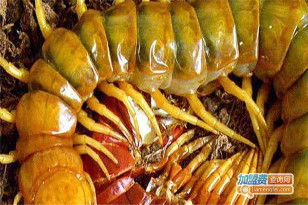 华科2号金头蜈蚣养殖加盟费