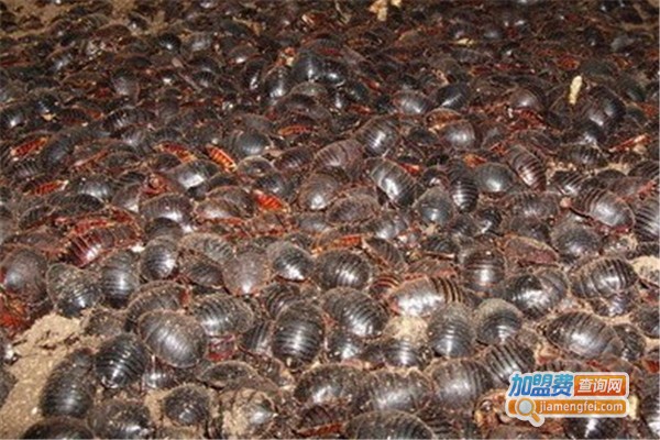 鑫农9号土元加盟费