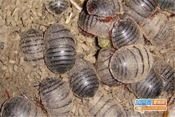 新一代利民19号土元加盟费