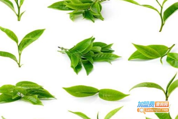 大唐盛华保健茶加盟费