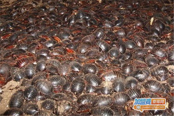 金叶环宇金边药用土元加盟费