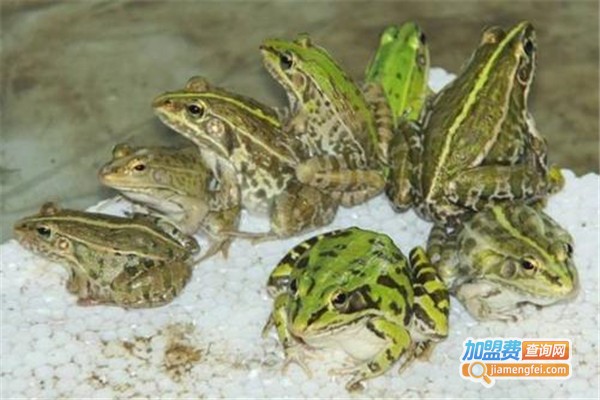 光辉10号青蛙养殖