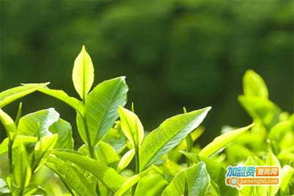 老而青润肺茶加盟费