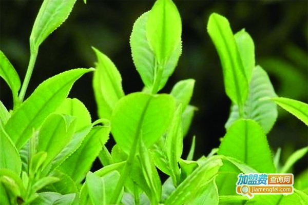 安溪朝阳茶业