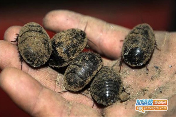 鑫农9号土元加盟费