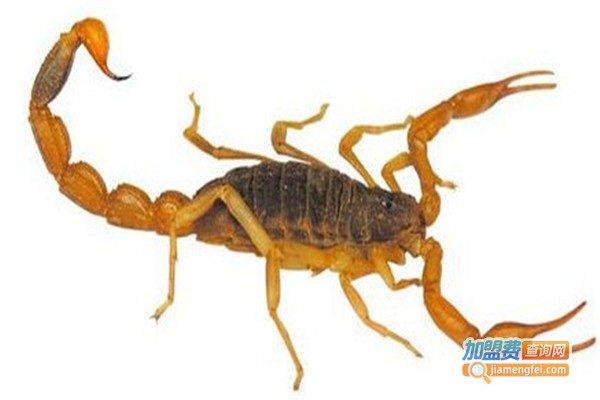 农达8号金蝎加盟费