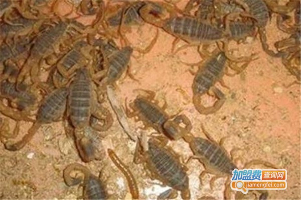 淄博蝎子养殖加盟加盟费