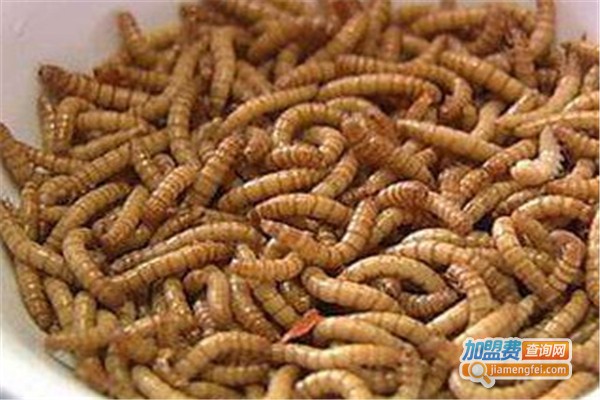 农科兴农黄粉虫