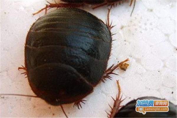 中科惠农土元养殖