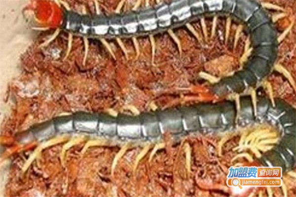 华科2号金头蜈蚣养殖加盟费