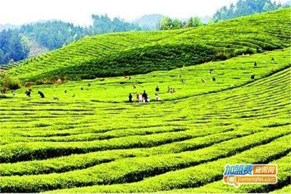 醉品茶叶加盟费