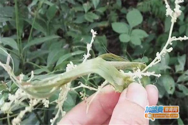 植物软黄金加盟费