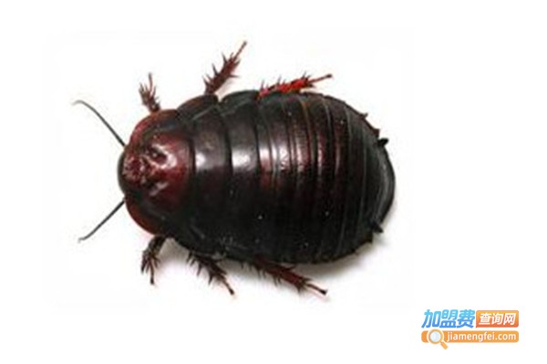 金叶环宇金边药用土元加盟费