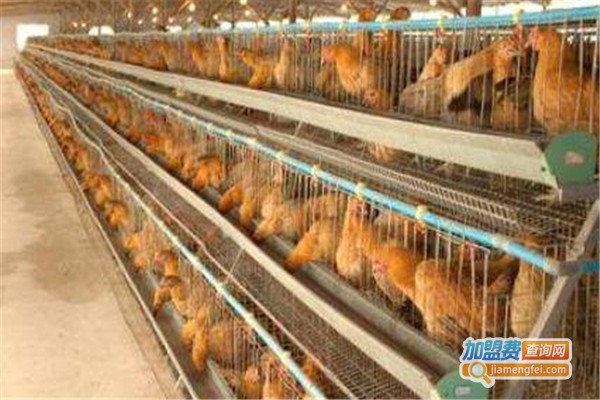 新海瀛科贸养殖加盟费