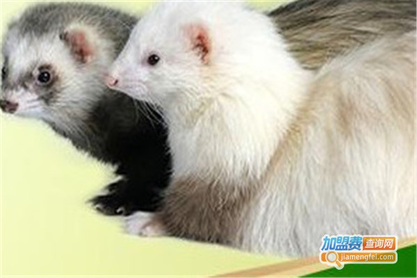 华俊麝香貂加盟费