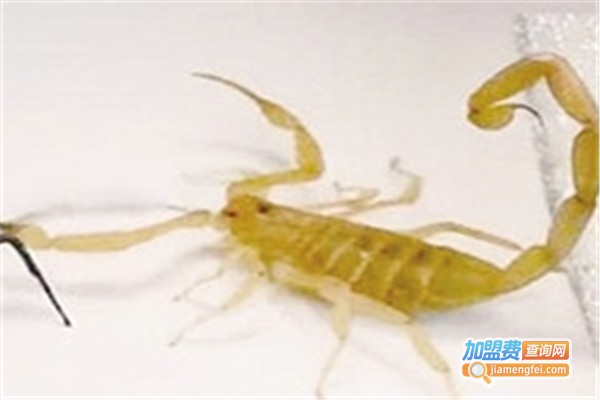 阳光9号金蝎加盟费