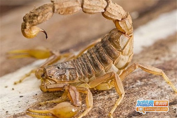 农达8号金蝎加盟费