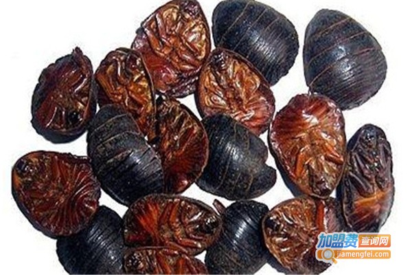 中华土鳖王加盟费