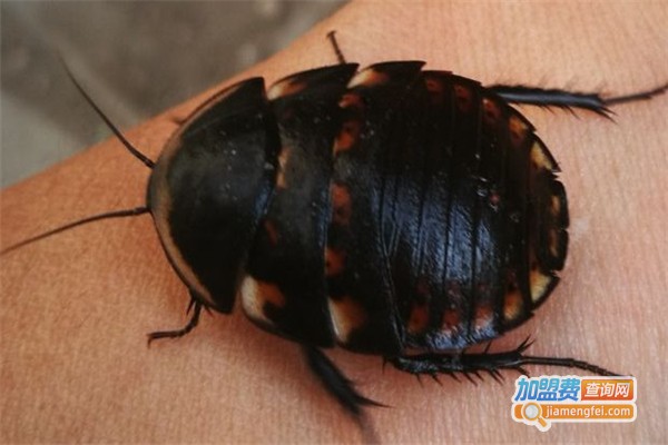 中华土鳖王加盟费