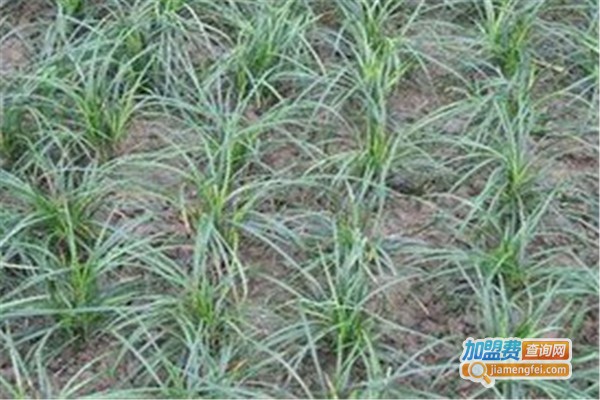 绿鑫源农业养殖加盟费