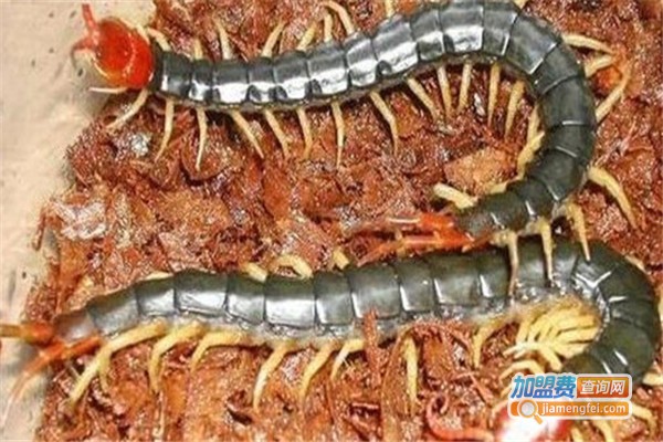 奥立诚蜈蚣养殖加盟费