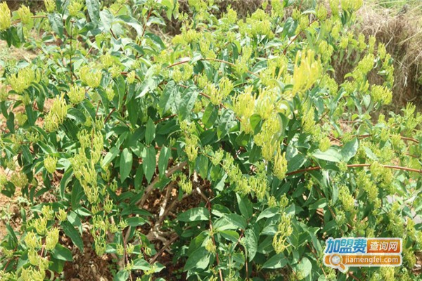 云花3号金银花种植加盟费