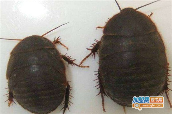 金土元养殖加盟费